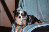 Sawyer