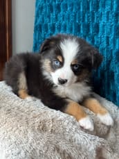 Lyra